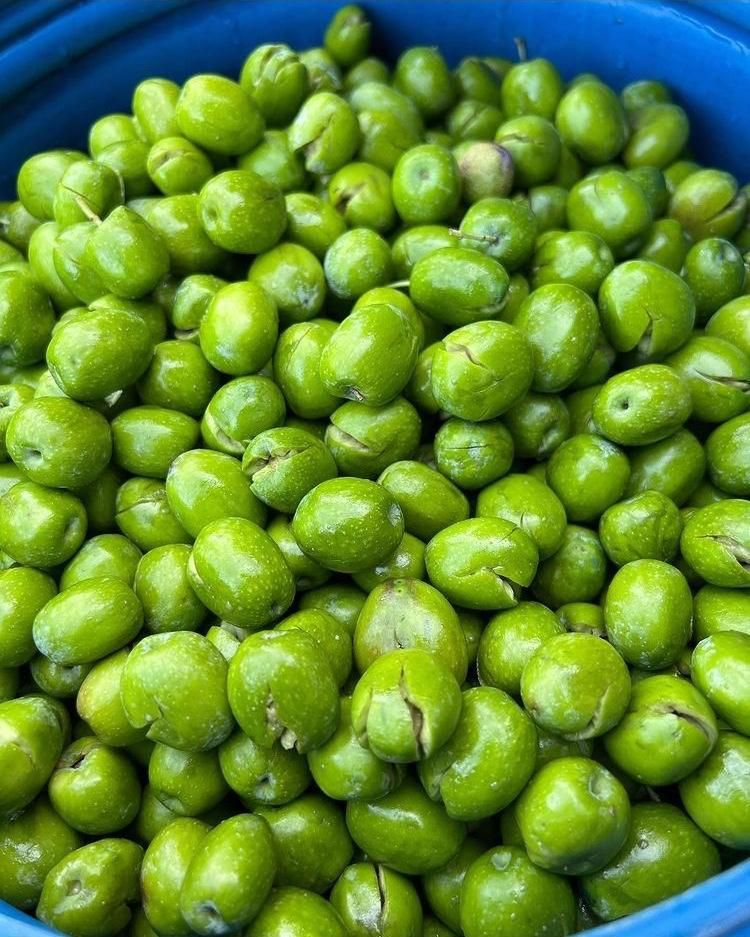 Taş Kırma Yeşil